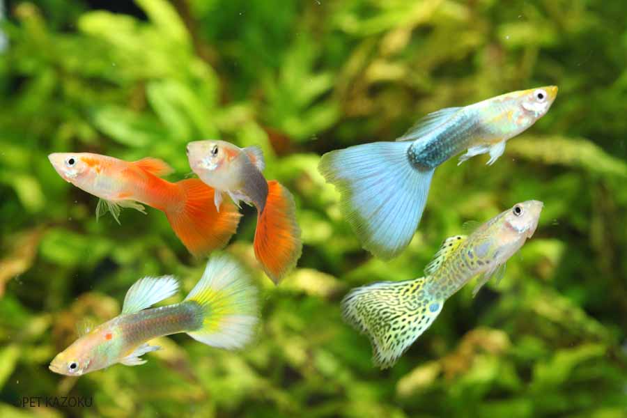 楽天市場 グッピー 色ミックス 3ペア 3 4cm程度 セット 観賞魚 魚 アクアリウム 熱帯魚 ペット スターターフィッシュ 初心者 未来アクアリウム 楽天市場店