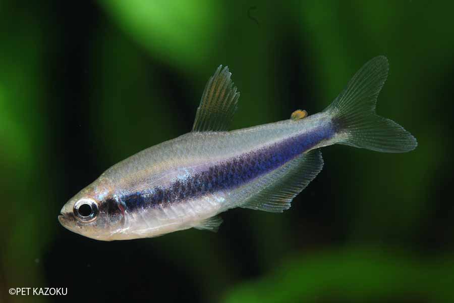 楽天市場 インパクティス ケリー 1匹 2 5 3cm程度 観賞魚 魚 アクアリウム 熱帯魚 ペット 未来アクアリウム 楽天市場店