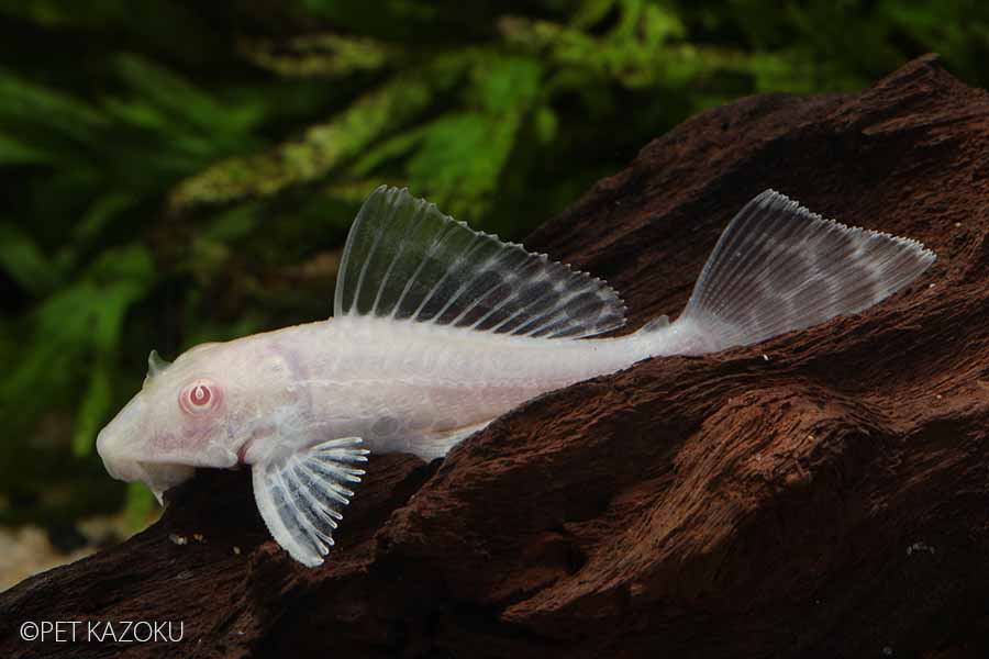 楽天市場 アルビノマーブルセルフィンプレコ 1匹 ブリード ヒポストムス コクリオドン 観賞魚 魚 アクアリウム 熱帯魚 ペット 未来アクアリウム 楽天市場店