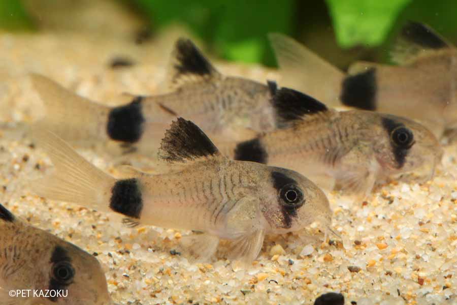 24時間限定 コリドラス パンダ アクアリウム 魚 熱帯魚 Corydoras ランキング受賞 Www Kassenschmiede De