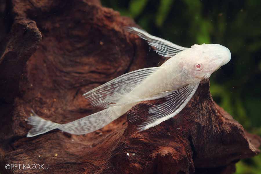 楽天市場 ロングフィンアルビノブッシープレコ ブリード 1匹 3 4cm程度 観賞魚 魚 アクアリウム 熱帯魚 ペット 未来アクアリウム 楽天市場店
