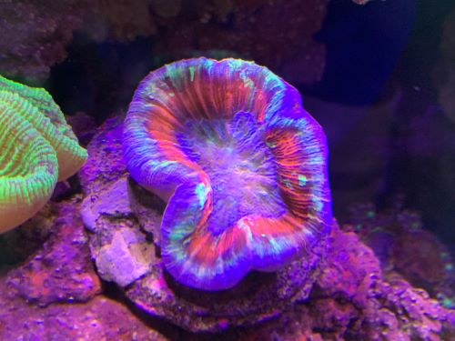 オオバナサンゴ ツートン 最旬トレンドパンツ