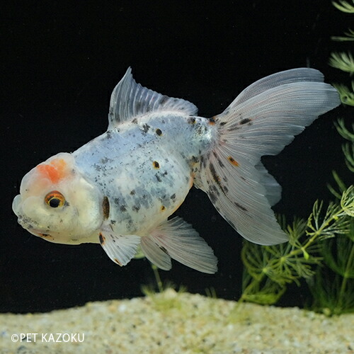 2100円 最大54%OFFクーポン 萩東錦 愛知 萩本 HAN08 今週の金魚