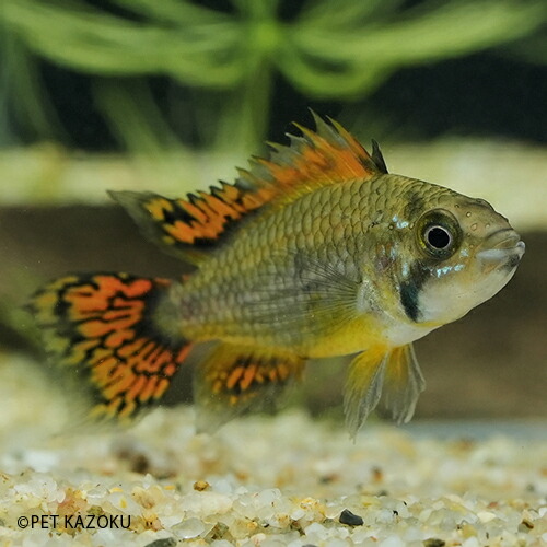 ａｐ カカトゥオイデス ダブルレッド Euブリード ペア Akd05 22春夏新作