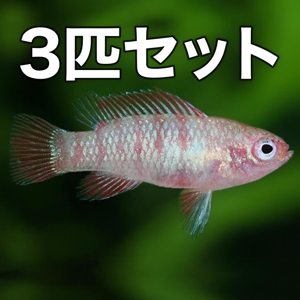 【楽天市場】スカーレットジェム（ワイルド） 3匹セット 上海便 「淡水魚」「熱帯魚」「観賞魚」アクアリウム：未来アクアリウム 楽天市場店
