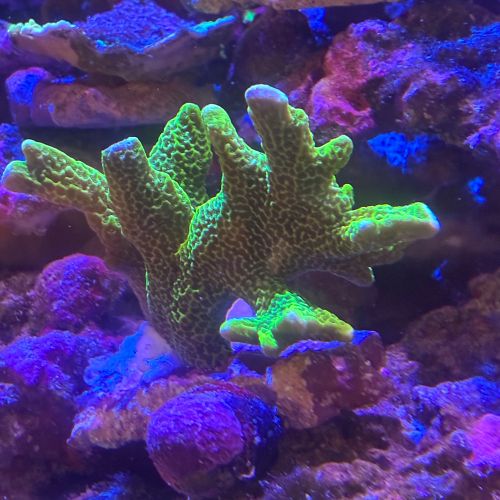 【楽天市場】SPSコーラル ヤエヤマミドリイシ ch000667 10月新入荷商品 「熱帯魚」「観賞魚」「海水魚」 202510 アクアリウム