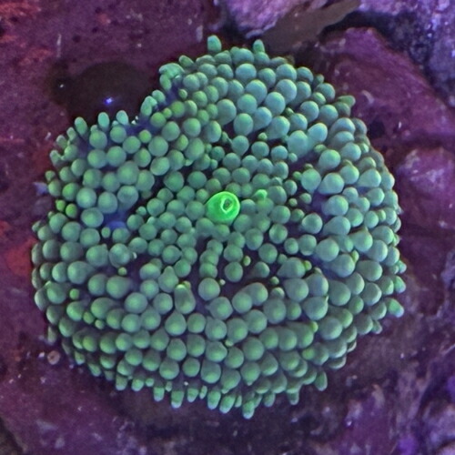 楽天市場】ディスクコーラル ディスクコーラル スーパーレッド 2枚付 7