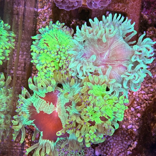 楽天市場】ディスクコーラル ディスクコーラル スーパーレッド 2枚付 7