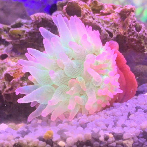 【楽天市場】イソギンチャク サンゴイソギンチャク 先ピンク 9月新入荷商品 「熱帯魚」「観賞魚」「海水魚」 202509 アクアリウム：未来