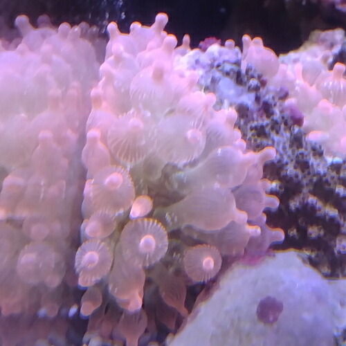 【楽天市場】「サンゴ」イソギンチャク サンゴイソギンチャク レッド「熱帯魚」「観賞魚」「海水魚」 アクアリウム：未来アクアリウム 楽天市場店