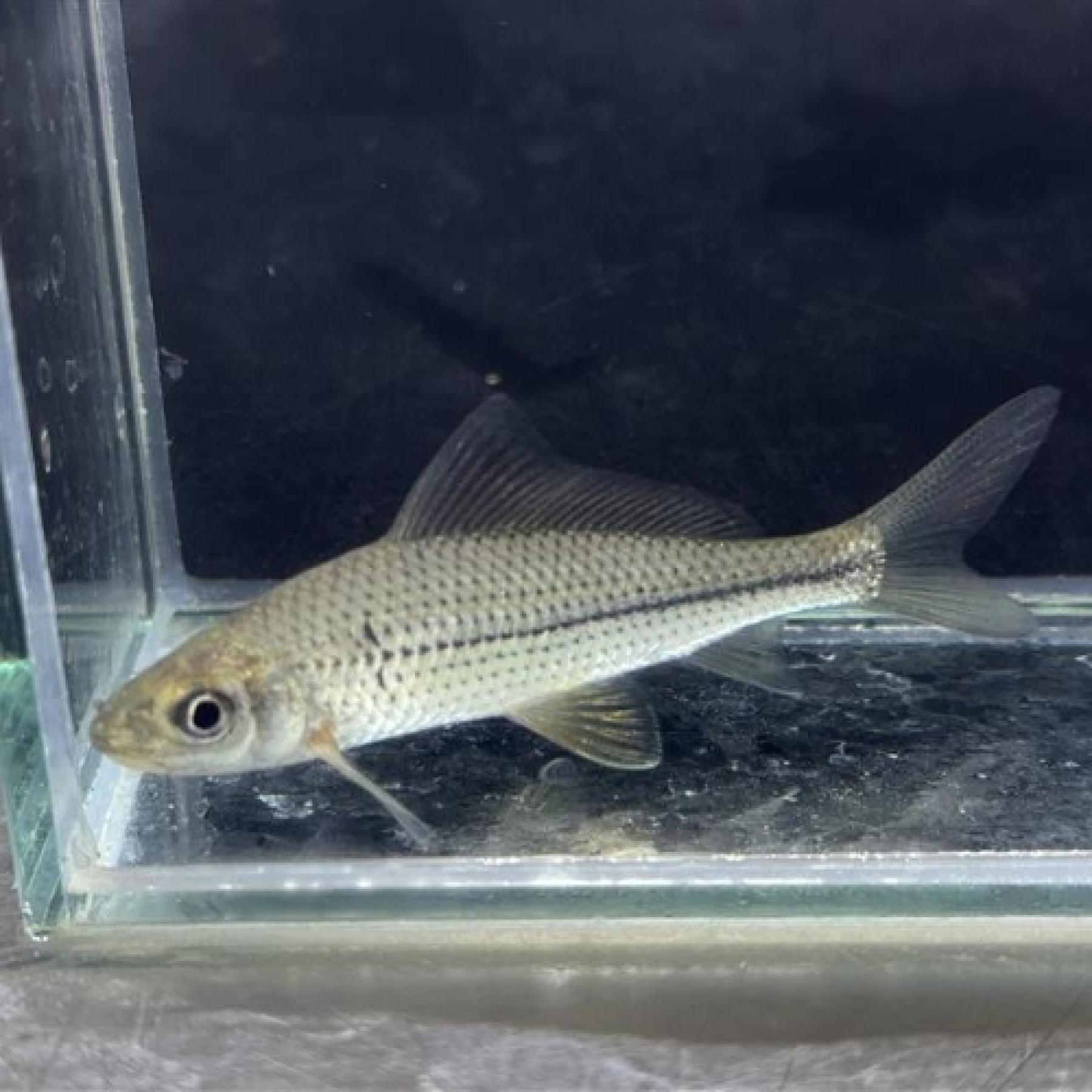 「熱帯魚」ラビオバルブス・リネアータス（中国）中国　上海便「淡水魚」「観賞魚」アクアリウム 13,104円