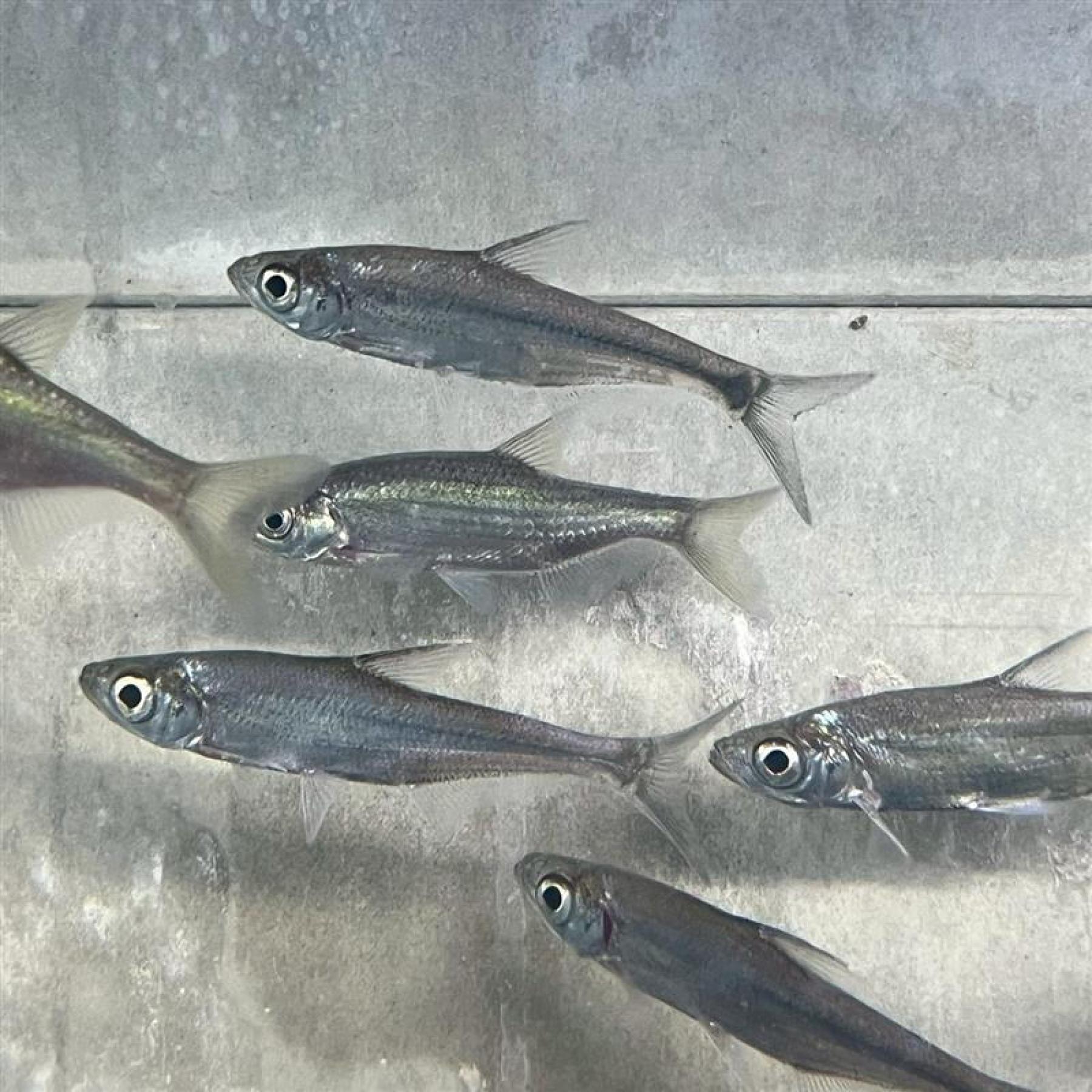 「熱帯魚」アンケリスロカルテル・リニ（中国）中国便「淡水魚」「観賞魚」アクアリウム