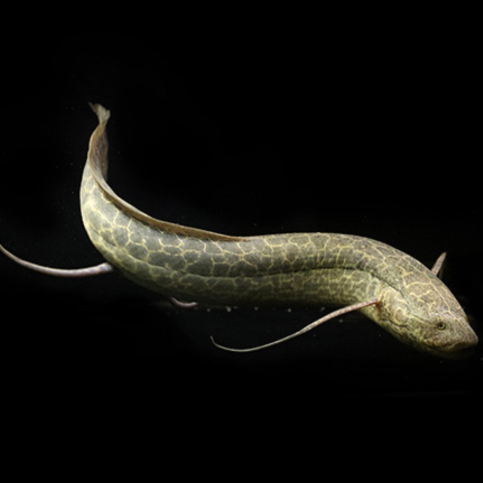 「熱帯魚」プロトプテルス　エチオピクス（コンゴ）（Ｌ） コンゴ便 「淡水魚」「観賞魚」アクアリウム