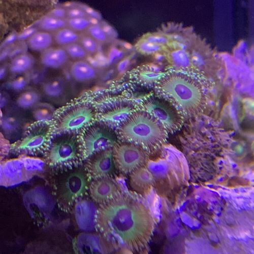 マメスナギンチャク ディープグリーン 10月入荷サンゴ 激安アウトレット