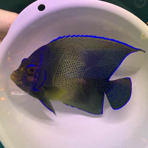 当店限定販売 サザナミヤッコ成魚 Kf 10月入荷海水魚 Elwelely Com