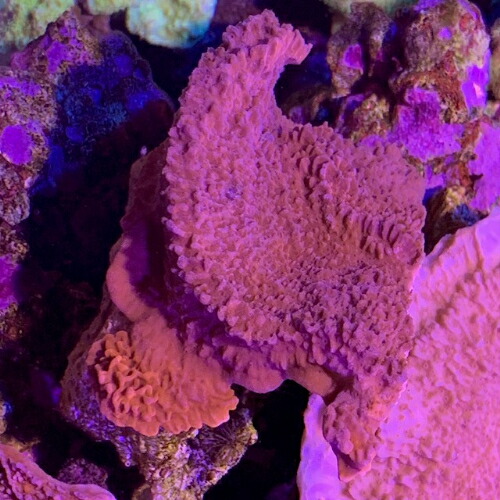 楽天市場】【現品発送】サンゴシトウ（珊瑚紫豆） 8号鉢植え 幹太 苗木