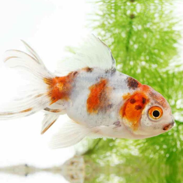 【楽天市場】東錦（長野飯田）(M) 8月新入荷商品8 202408 掘り出し物 【淡水魚】【熱帯魚】【観賞魚】：未来アクアリウム 楽天市場店
