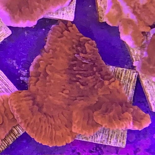 楽天市場】【サンゴ】 コモンサンゴ ウスコモンサンゴ レッド カット