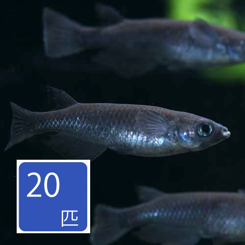オロチ（真黒）メダカ 20匹セット 1月新入荷商品　202501 おまとめ商品 【淡水魚】【熱帯魚】【観賞魚】