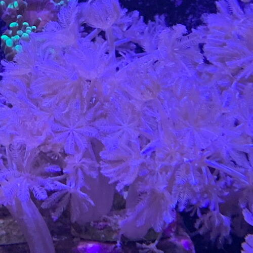 【楽天市場】fragサンゴ チガイウミアザミ(パクパク)Frag 4月新入荷商品 【熱帯魚】【観賞魚】【海水魚】 202504 一点物