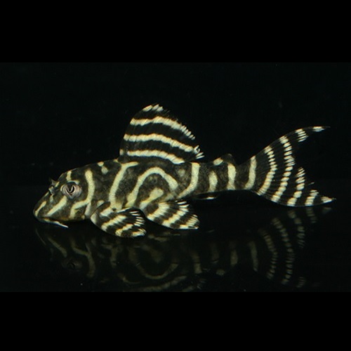 インペリアルゼブラプレコ F1ブリード 5匹 訳あり