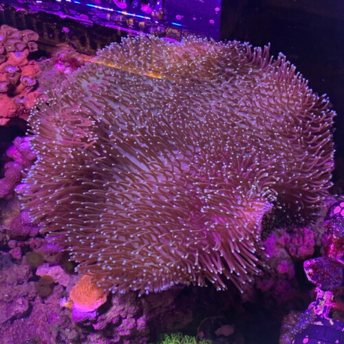 【楽天市場】ソフトコーラル オオウミキノコ? おまけつき 8月新入荷商品 「熱帯魚」「観賞魚」「海水魚」 202508 アクアリウム：未来