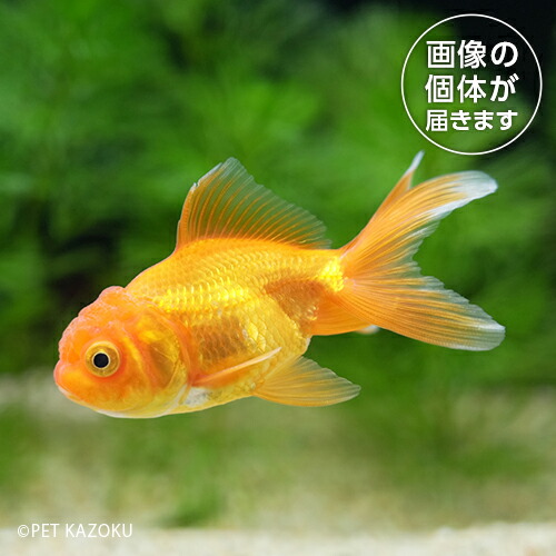 【楽天市場】20250512_26aオランダ（長野飯田）（SM）ONS05 6月新入荷商品 202506 掘り出し物 【淡水魚】【熱帯魚