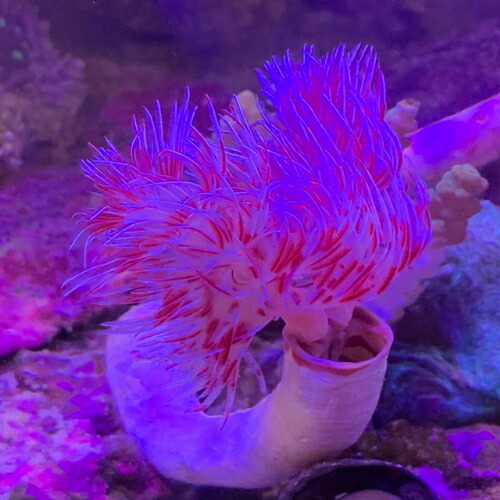 【楽天市場】ハードチューブ 紅白 霜降り 7月新入荷商品 「熱帯魚」「観賞魚」「海水魚」 202507 アクアリウム：未来アクアリウム 楽天市場店