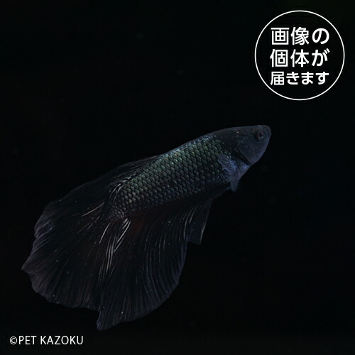 【楽天市場】20250715_11aスーパーデルタベタ オス SPD06 7月新入荷商品「観賞魚」「金魚魚」「熱帯魚」 202507 一点物
