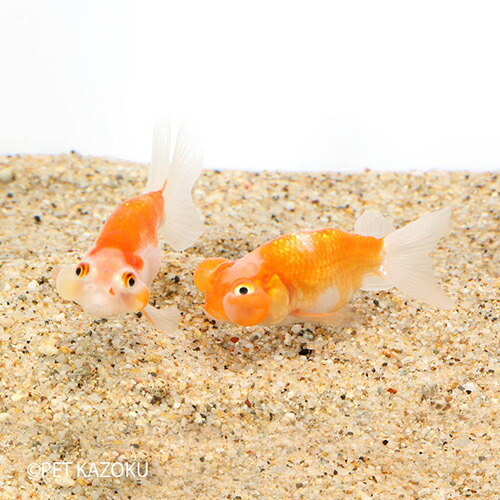 楽天市場 水泡眼 埼玉 中 1匹 金魚 観賞魚 アクアリウム ペット 未来アクアリウム 楽天市場店