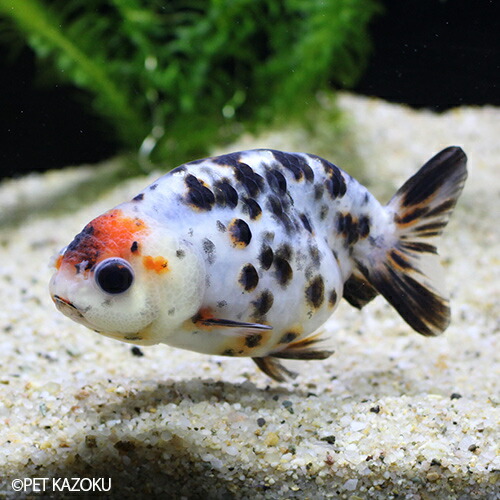 人気絶頂 楽天市場 パンダ江戸錦 Ml Pden02a 1匹 9 10cm程度 金魚 ランチュウ 観賞魚 魚 アクアリウム ペット 国産 未来アクアリウム 楽天市場店 宅送 Lexusoman Com 人気絶頂 楽天市場 パンダ江戸錦 Ml Pden02a 1匹 9 10cm程度 金魚 ランチュウ 観賞魚 魚 アクアリウム ペット 国産 未来アクアリウム 楽天市場店 宅送 Lexusoman Com