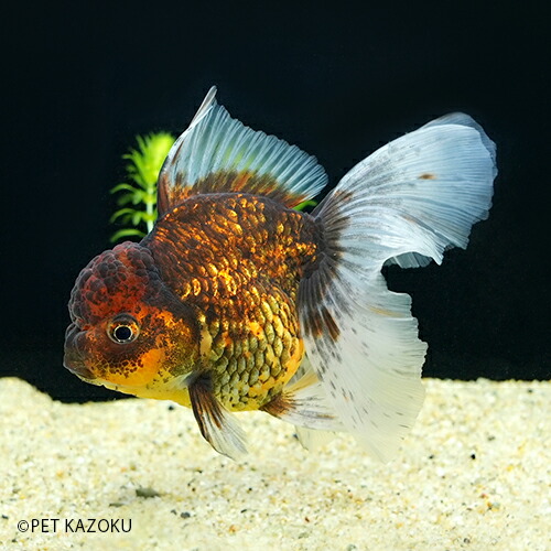 黒虎ローズテールオランダ Ml Rtor01 1匹 12 13cm程度 金魚 観賞魚 魚 アクアリウム ペット Sandjfisheries Co Uk