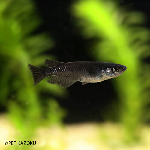 楽天市場 サタン オロチ ヒレナガ 1匹 2 3cm程度 メダカ めだか 観賞魚 アクアリウム ペット 未来アクアリウム 楽天市場店