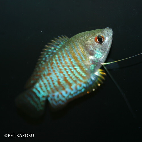 楽天市場 ドワーフグラミー ワイルド 1匹 グラミー アナバス 観賞魚 魚 アクアリウム 熱帯魚 ペット 未来アクアリウム 楽天市場店