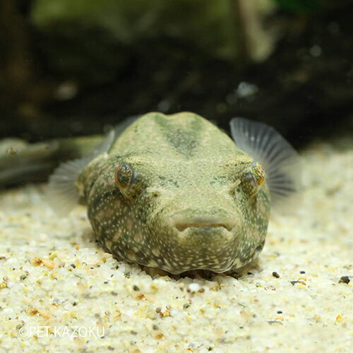 楽天市場 テトラオドン スバッティ 1匹 観賞魚 魚 アクアリウム 熱帯魚 淡水 ペット パファー 未来アクアリウム 楽天市場店