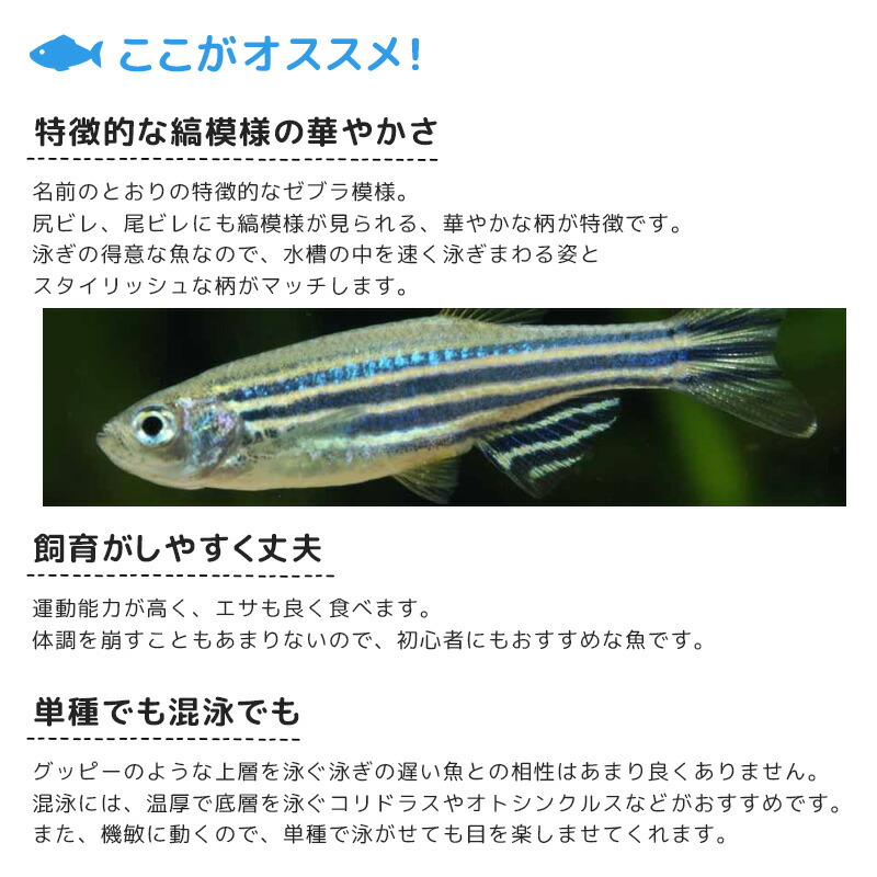 楽天市場 ゼブラダニオ 10匹 セット 観賞魚 魚 アクアリウム 熱帯魚 ペット コイの仲間 淡水魚 スターターフィッシュ パイロットフィッシュ 未来アクアリウム 楽天市場店