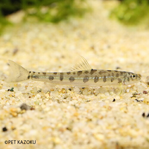 楽天市場 ポルカドットローチ 1匹 7 8cm程度 コイの仲間 小型 観賞魚 魚 アクアリウム 熱帯魚 ペット 未来アクアリウム 楽天市場店
