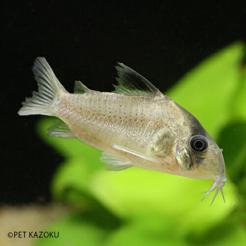 コリドラス ポタロエンシス サンタ クルース 1匹 4 5cm水準 見とれる魚肉 魚 水槽 熱帯魚 コリドラス 遊撃ノーズ ラッパ 繁殖 Hqb Be