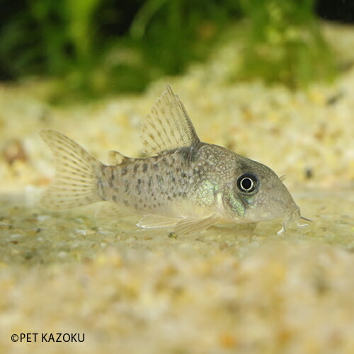 コリドラス アンチェスター ブリード 1匹 2 3cm地位 嘆じるフィッシュ 魚 アクアリューム 熱帯魚 唐人笛 ショートノーズ Marchesoni Com Br