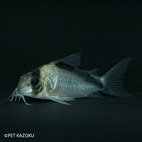 コリドラス Spネブリナエ イガラッペ イラ Nbn03 1匹 5 5 6cm程度 コリドラス セミロングノーズ 観賞魚 熱帯魚 アクアリウム Liceochiloe Cl