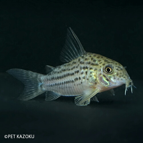 コリドラス ラージスポットアラグアイアエンシス リオクリスタリーノ M Lsa04 1匹 4 5 5cm程度 観賞魚 魚 アクアリウム 熱帯魚 コリドラス ショートノーズ ペット 飼育 Creeenti Cl