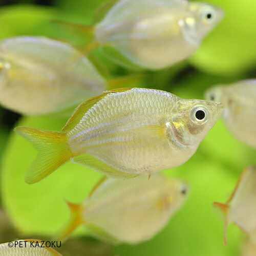 楽天市場 バルーンネオンドワーフレインボー 上物 1匹 2 3cm程度 観賞魚 魚 アクアリウム 熱帯魚 ペット レインボーフィッシュ ブリード 未来アクアリウム 楽天市場店