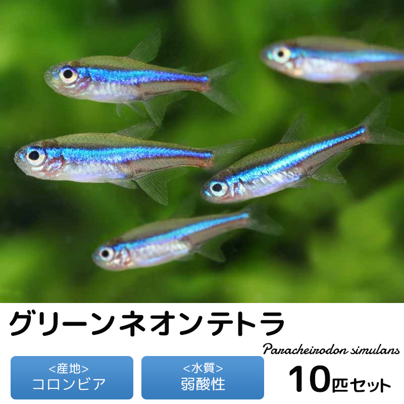 （熱帯魚）グリーンネオンテトラ（ワイルド）（５匹）　北海道・九州航空便要保温