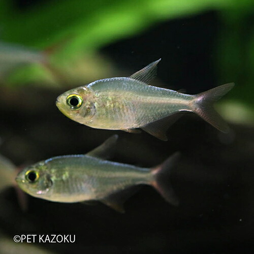 楽天市場 コロンビアレッドフィンテトラ 1匹 3 4cm程度 観賞魚 魚 アクアリウム 熱帯魚 カラシン 小型 ペット 未来アクアリウム 楽天市場店