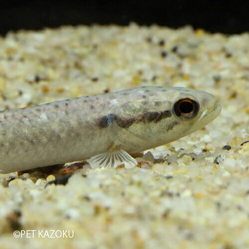 楽天市場 ストライプホーリー ペルー 1匹 観賞魚 魚 アクアリウム 熱帯魚 カラシン ペット ワイルド ペルー 未来アクアリウム 楽天市場店