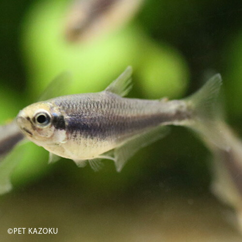 楽天市場 インパクティスケリー ディープブルー ブリード 1匹 3cm程度 カラシン 小型 観賞魚 魚 アクアリウム 熱帯魚 ペット 未来アクアリウム 楽天市場店