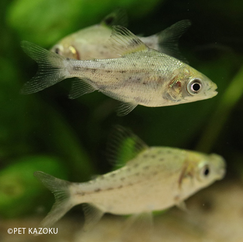 ベストセラー ３匹 ４ｃｍ 熱帯魚 大型カラシン カラープロキロダス 観賞魚生体 Yaniteb Com