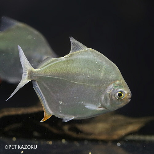 人気ショップが最安値挑戦 楽天市場 メチニスspサンタ クルース 1匹 12 15cm程度 ブラジル カラシン 観賞魚 魚 アクアリウム 熱帯魚 ペット 未来アクアリウム 楽天市場店 最適な材料 Www Psht Or Id