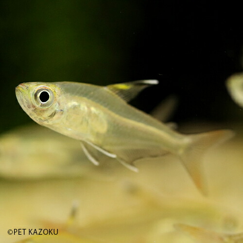 楽天市場 クリスタルプリステラ ヤムンダ 1匹 3cm程度 観賞魚 魚 アクアリウム 熱帯魚 カラシン 珍カラシン ペット 飼育 未来アクアリウム 楽天市場店 楽天市場 クリスタルプリステラ ヤムンダ 1匹 3cm程度 観賞魚 魚 アクアリウム 熱帯魚 カラシン 珍カラシン ペット 飼育 未来アクアリウム 楽天市場店