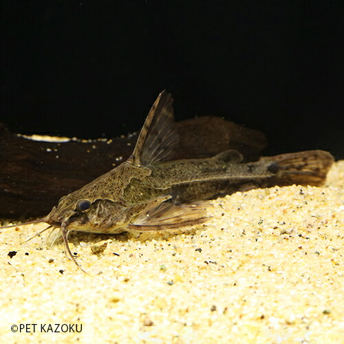 楽天市場 アナドラスsp ヤムンダ 1匹 8 11cm程度 観賞魚 魚 アクアリウム 熱帯魚 ペット ナマズの仲間 ワイルド 未来アクアリウム 楽天市場店